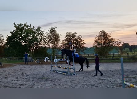 Meer warmbloeden, Merrie, 15 Jaar, 170 cm, Zwartbruin