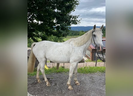 Meer warmbloeden, Merrie, 15 Jaar