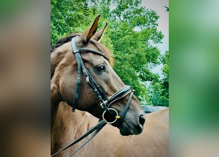 Meer warmbloeden, Merrie, 18 Jaar, 168 cm, Donkere-vos