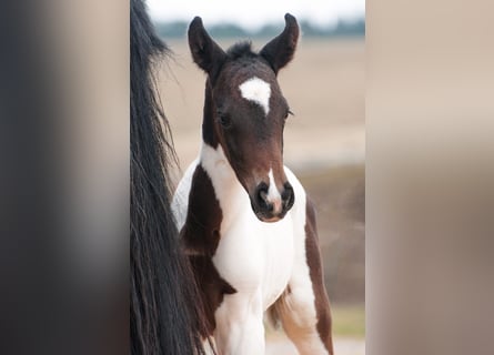 Meer warmbloeden, Merrie, 1 Jaar, 165 cm, Gevlekt-paard