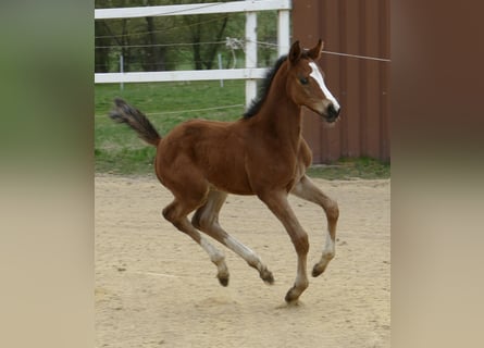 Meer warmbloeden, Merrie, 1 Jaar, 168 cm, Bruin