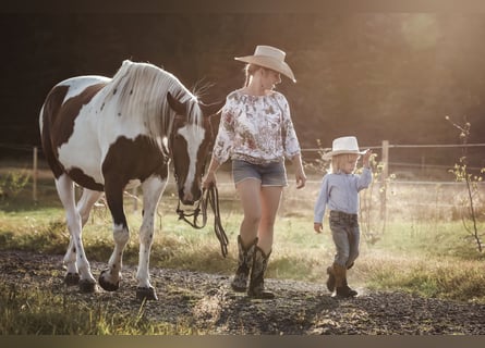 Meer warmbloeden Mix, Merrie, 20 Jaar, 156 cm, Gevlekt-paard