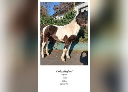 Meer warmbloeden, Merrie, 2 Jaar, 150 cm, Gevlekt-paard