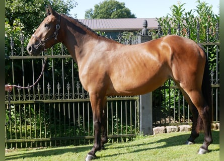 Meer warmbloeden, Merrie, 3 Jaar, 158 cm