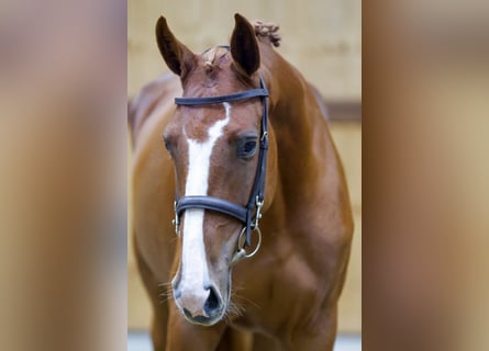 Meer warmbloeden, Merrie, 3 Jaar, 162 cm, Vos