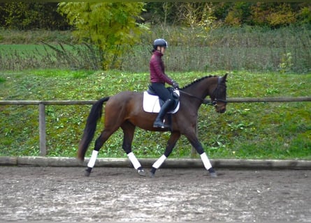 Meer warmbloeden, Merrie, 3 Jaar, 165 cm, Bruin