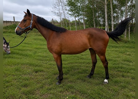 Meer warmbloeden, Merrie, 3 Jaar, 168 cm, Roodbruin