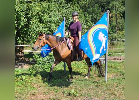 Meer warmbloeden, Merrie, 4 Jaar, 155 cm, Bruin