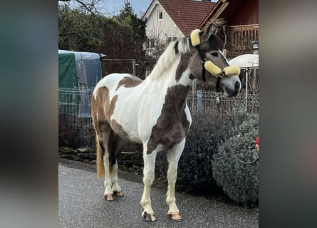 Meer warmbloeden Mix, Merrie, 4 Jaar, 157 cm, Gevlekt-paard