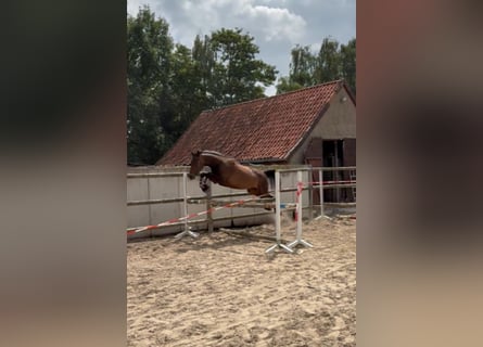 Meer warmbloeden, Merrie, 4 Jaar, 158 cm, Donkerbruin