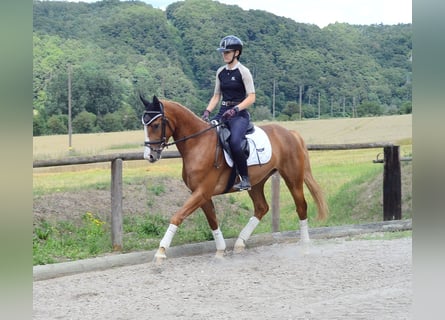 Meer warmbloeden, Merrie, 4 Jaar, 160 cm, Vos