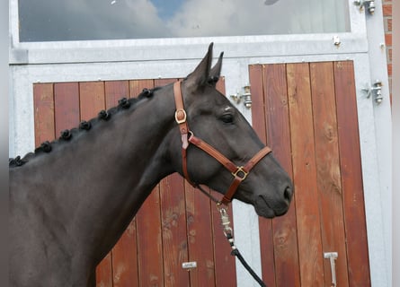 Meer warmbloeden Mix, Merrie, 4 Jaar, 162 cm