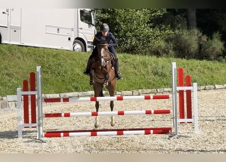 Weitere Warmblüter, Stute, 4 Jahre, 164 cm, Brauner