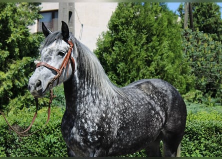 Meer warmbloeden, Merrie, 5 Jaar, 150 cm, Appelschimmel