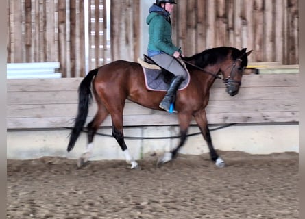 Meer warmbloeden, Merrie, 5 Jaar, 155 cm, Brauner