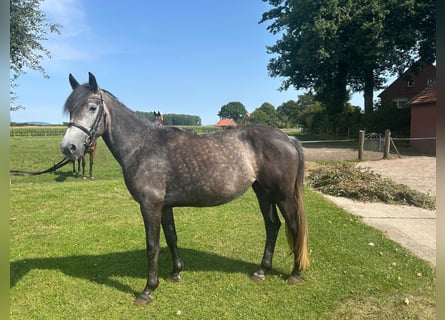 Meer warmbloeden, Merrie, 5 Jaar, 158 cm, Blauwschimmel