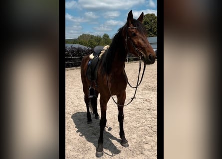 Meer warmbloeden, Merrie, 5 Jaar, 160 cm, Bruin