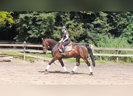 Meer warmbloeden, Merrie, 5 Jaar, 164 cm, Donkerbruin