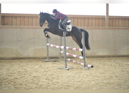 Meer warmbloeden, Merrie, 5 Jaar, 165 cm, Donkerbruin