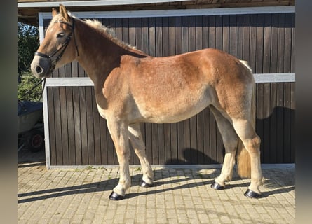 Meer warmbloeden Mix, Merrie, 5 Jaar, 165 cm, Vos