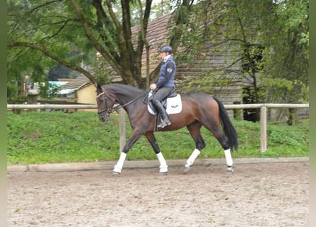 Meer warmbloeden, Merrie, 5 Jaar, 167 cm, Bruin