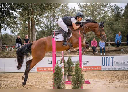 Meer warmbloeden, Merrie, 5 Jaar, 167 cm, Bruin