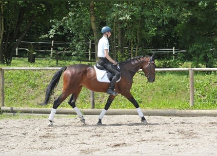 Meer warmbloeden, Merrie, 5 Jaar, 167 cm, Bruin