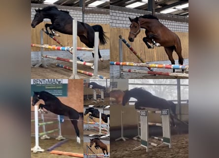 Weitere Warmblüter, Stute, 5 Jahre, 170 cm, Rappe