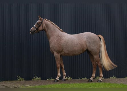 Meer warmbloeden, Merrie, 5 Jaar, Roan-Red