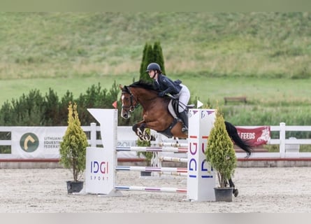 Meer warmbloeden, Merrie, 5 Jaar, Roodbruin