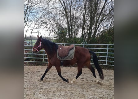 Meer warmbloeden, Merrie, 6 Jaar, 152 cm, Bruin