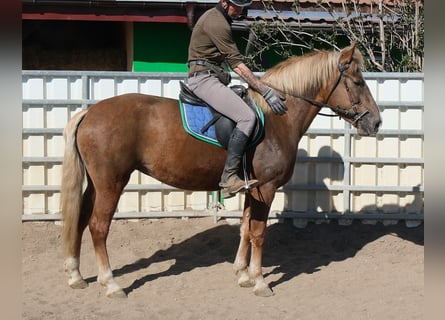 Meer warmbloeden Mix, Merrie, 6 Jaar, 153 cm, Vos