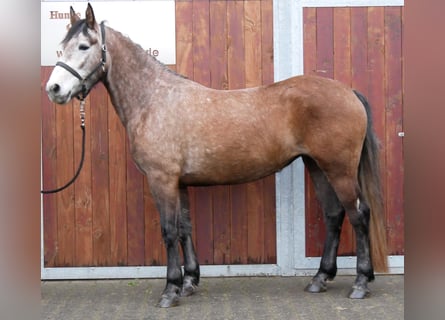 Meer warmbloeden, Merrie, 6 Jaar, 155 cm, Brown Falb schimmel