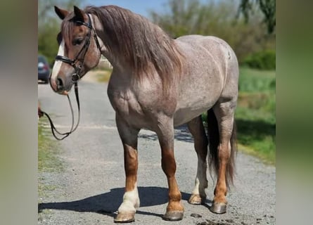Meer warmbloeden, Merrie, 6 Jaar, 160 cm, Roan-Red
