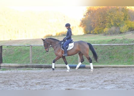 Meer warmbloeden, Merrie, 6 Jaar, 164 cm, Brauner