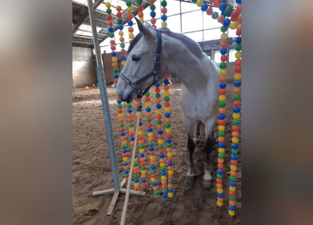 Meer warmbloeden, Merrie, 6 Jaar, 164 cm, Schimmel