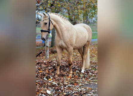Meer warmbloeden, Merrie, 6 Jaar, 165 cm, Palomino