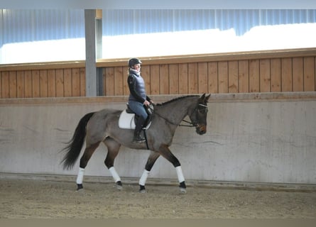 Meer warmbloeden, Merrie, 6 Jaar, 170 cm, Bruin