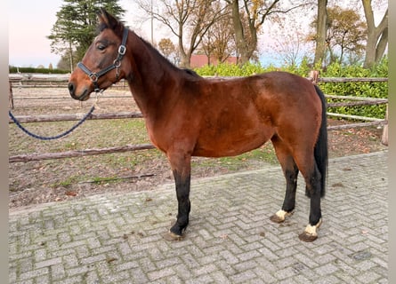 Meer warmbloeden, Merrie, 7 Jaar, 147 cm, Donkerbruin