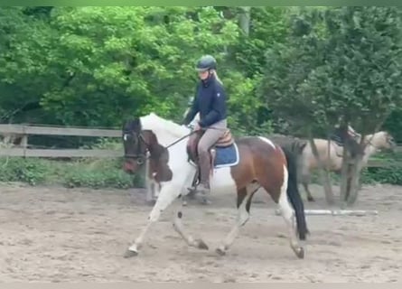 Meer warmbloeden, Merrie, 7 Jaar, 156 cm, Gevlekt-paard
