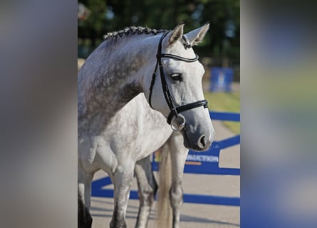 Meer warmbloeden, Merrie, 7 Jaar, 164 cm, Appelschimmel