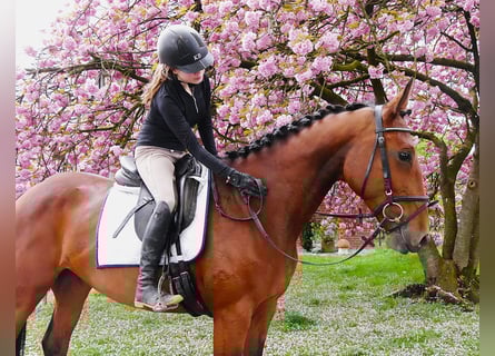 Meer warmbloeden, Merrie, 7 Jaar, 165 cm, Bruin