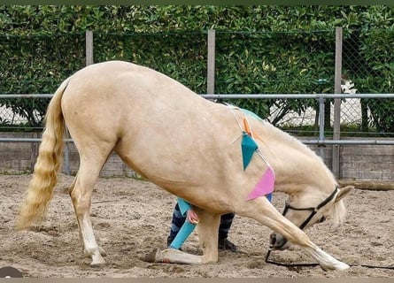 Meer warmbloeden, Merrie, 8 Jaar, 154 cm, Palomino