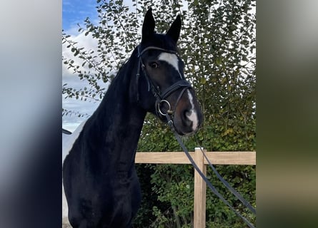 Meer warmbloeden, Merrie, 8 Jaar, 165 cm, Gevlekt-paard