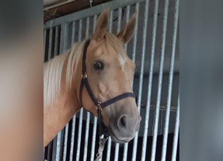 Meer warmbloeden, Merrie, 8 Jaar, 165 cm, Palomino