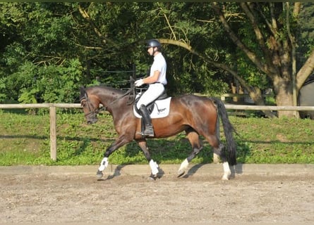 Meer warmbloeden, Merrie, 8 Jaar, 168 cm, Donkerbruin