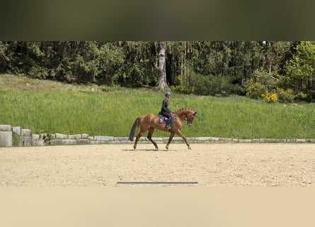 Meer warmbloeden, Merrie, 8 Jaar, 169 cm, Vos