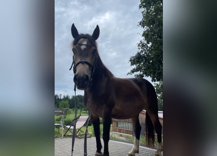 Meer warmbloeden, Merrie, 8 Jaar