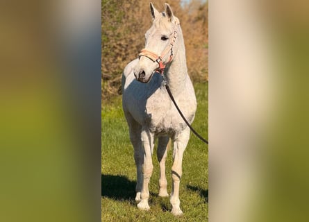 Meer warmbloeden, Merrie, 9 Jaar, 154 cm, Schimmel