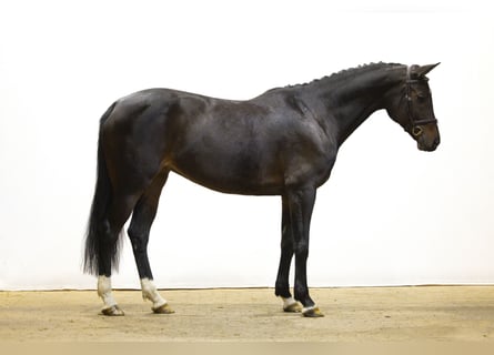 Meer warmbloeden, Merrie, 9 Jaar, 165 cm, Donkerbruin